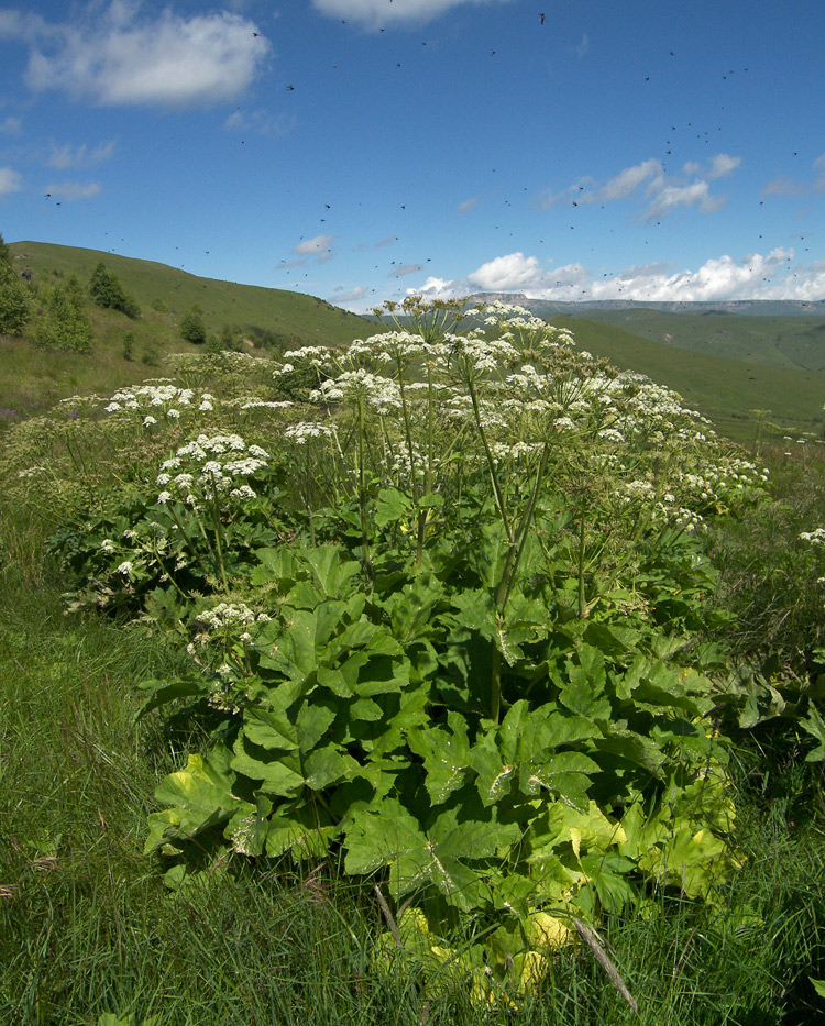 Изображение особи Heracleum asperum.