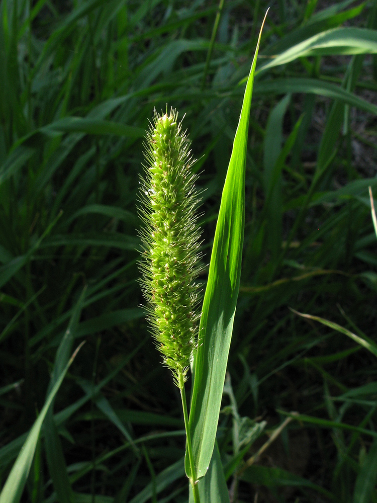 Image of Setaria viridis specimen.