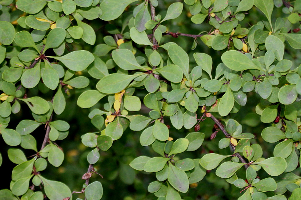 Image of Berberis salicaria specimen.