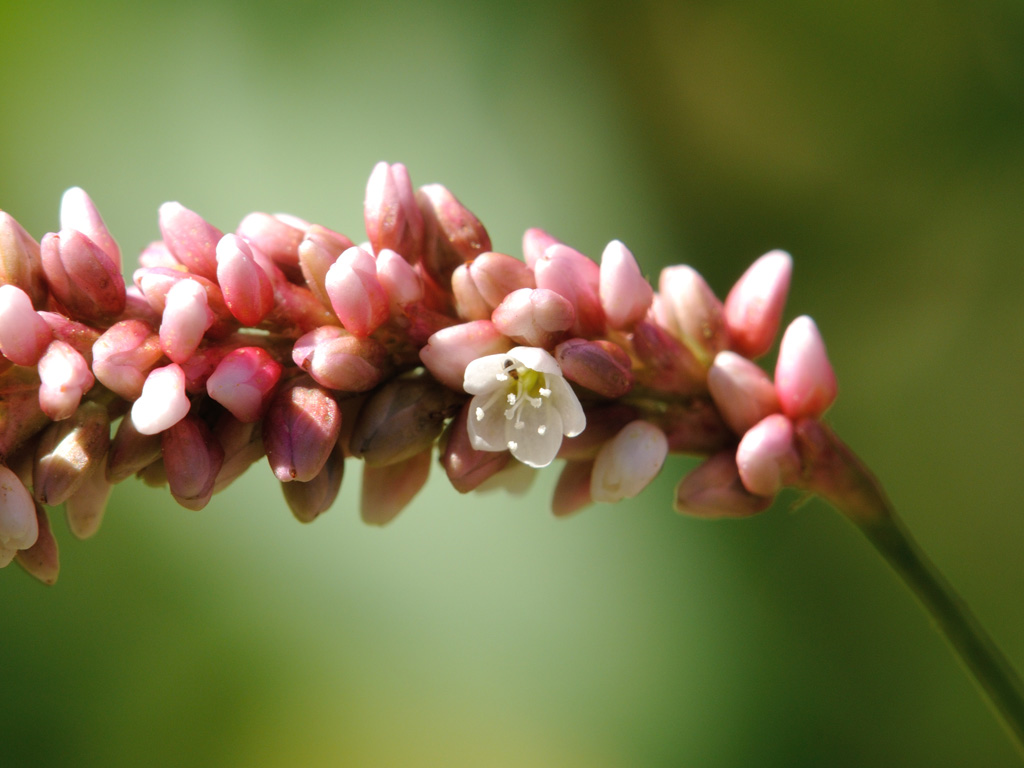 Изображение особи Persicaria maculosa.