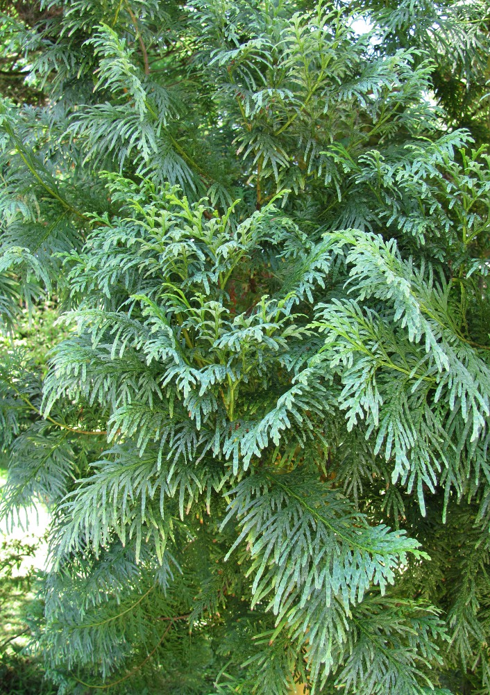 Image of Calocedrus macrolepis specimen.