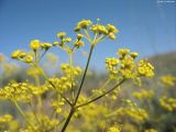 Ferula caspica