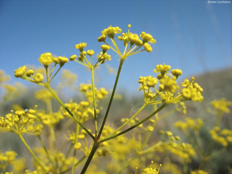 Изображение особи Ferula caspica.