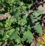 Atriplex sagittata