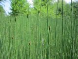 Equisetum ramosissimum