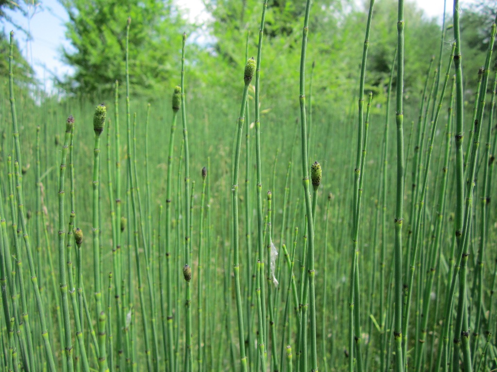 Изображение особи Equisetum ramosissimum.