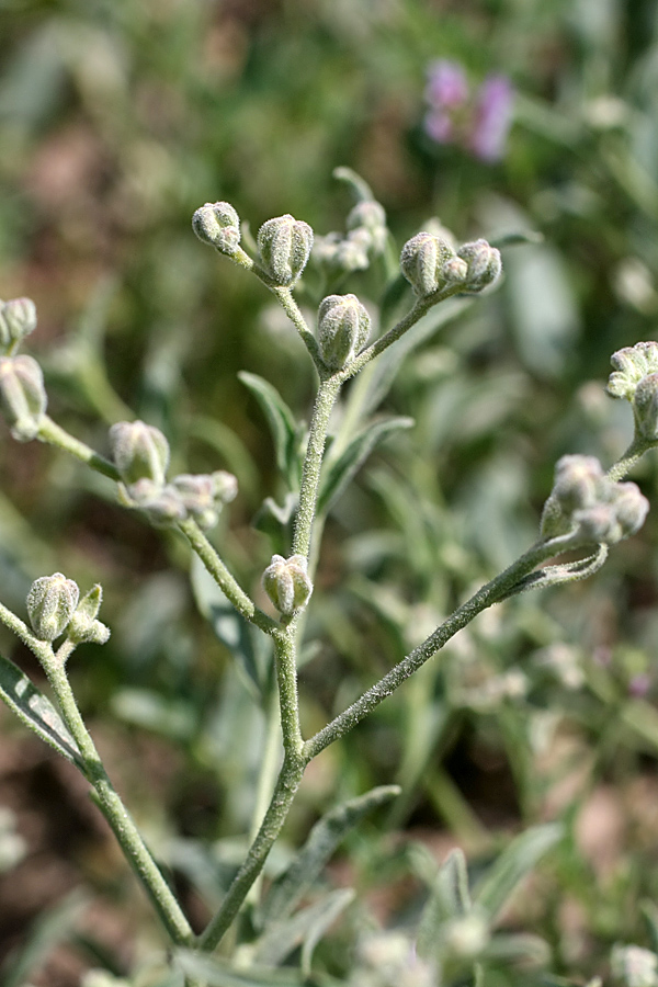 Image of Haplophyllum versicolor specimen.