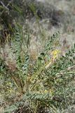 Astragalus flexus. Отцветающее растение. Южный Казахстан, восточная граница пустыни Кызылкум. 04.05.2013.