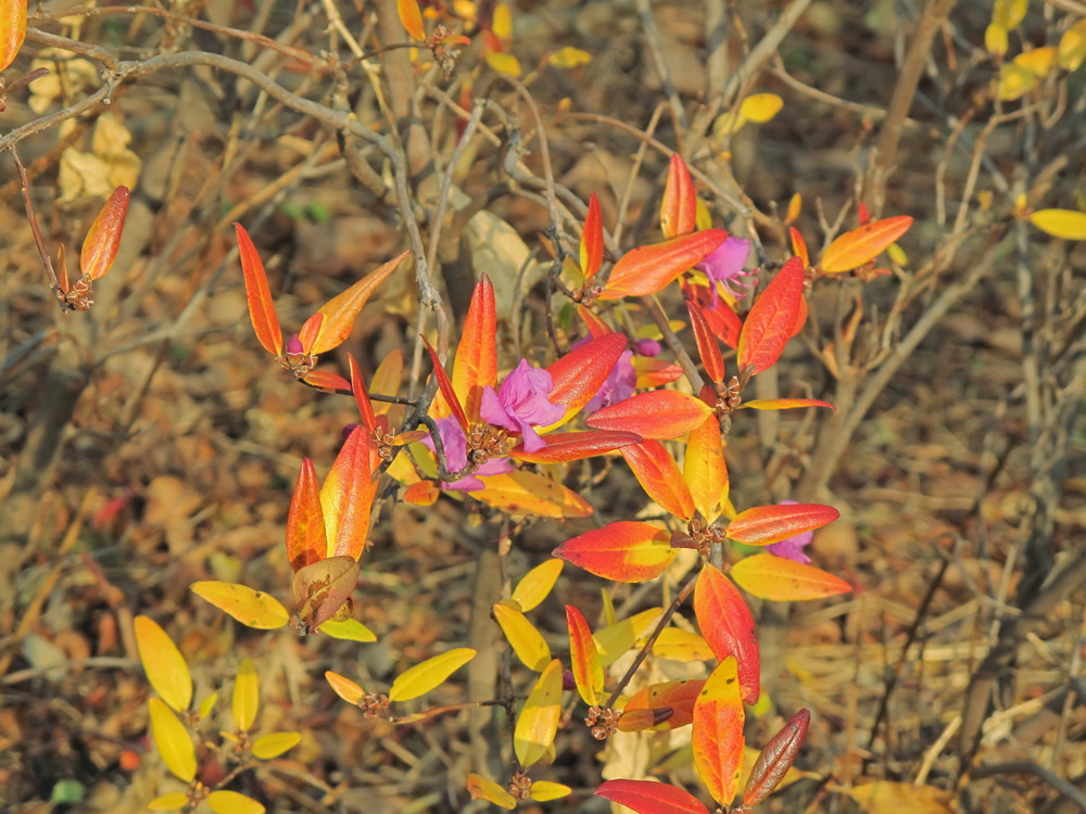 Изображение особи Rhododendron mucronulatum.