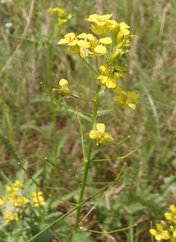 Image of Sisymbrium loeselii specimen.