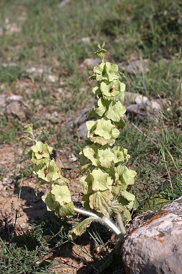 Image of Eremostachys isochila specimen.