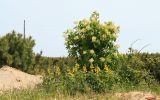 Sambucus miquelii