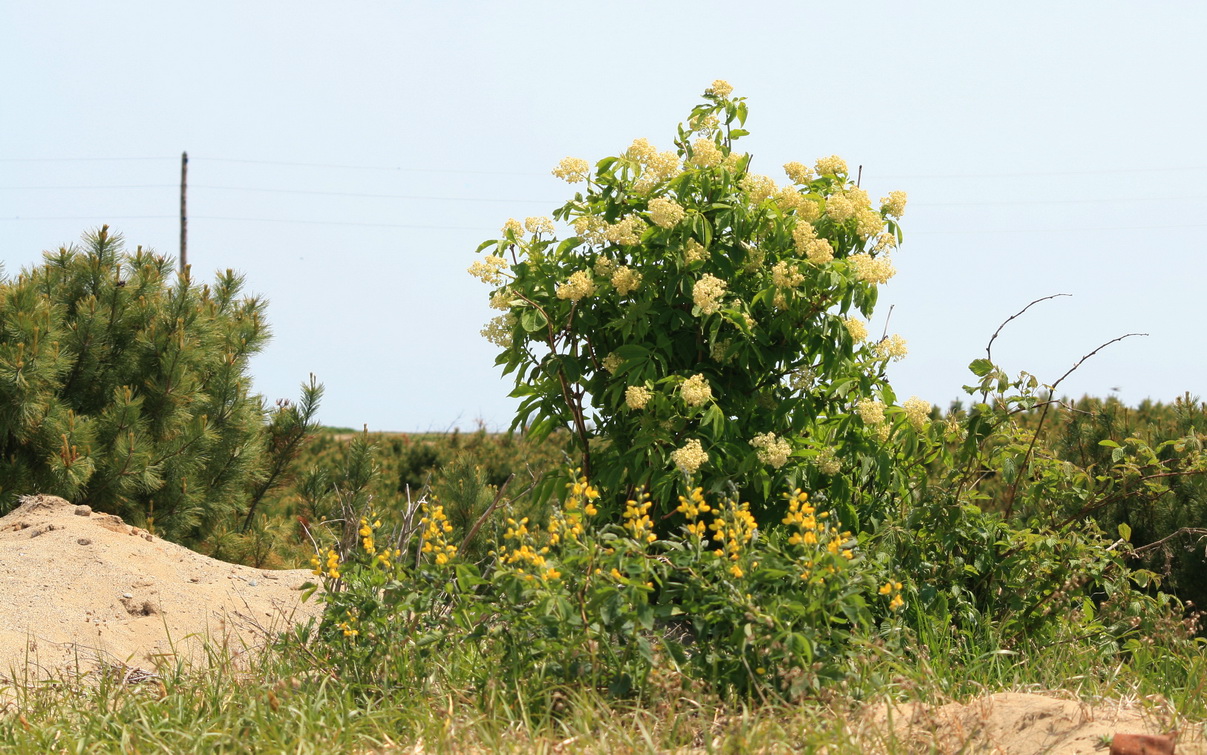 Image of Sambucus miquelii specimen.