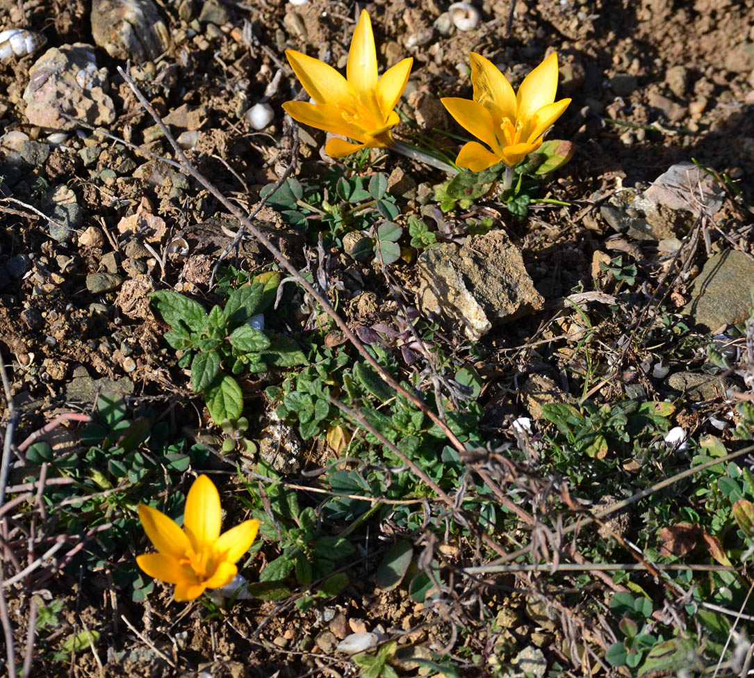 Image of Crocus angustifolius specimen.