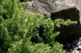 Juniperus conferta. Ветки в средней части кроны. Германия, г. Essen, Grugapark. 29.09.2013.