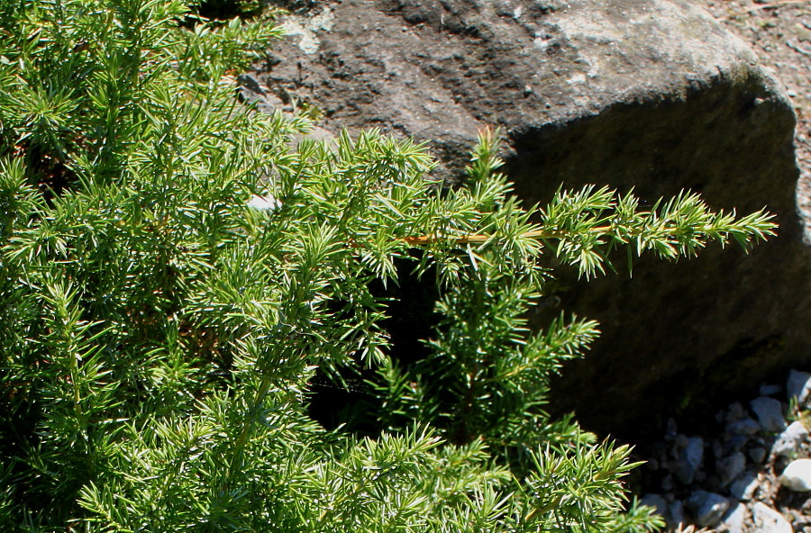 Изображение особи Juniperus conferta.