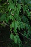 Actinidia arguta. Ветвь. Москва, ботанический сад МГУ \"Аптекарский огород\". 23.07.2007.