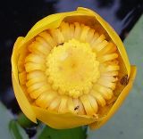 Nuphar lutea. Цветок. Ростовская обл., Усть-Донецкий р-н, окр. станицы Нижнекундрюченская, в пруду. 14.07.2013.