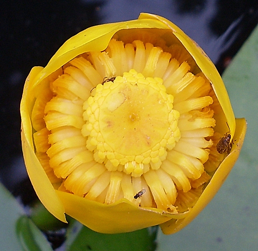 Image of Nuphar lutea specimen.