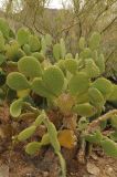 Opuntia bravoana