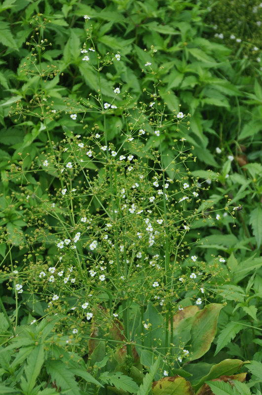 Изображение особи Alisma plantago-aquatica.