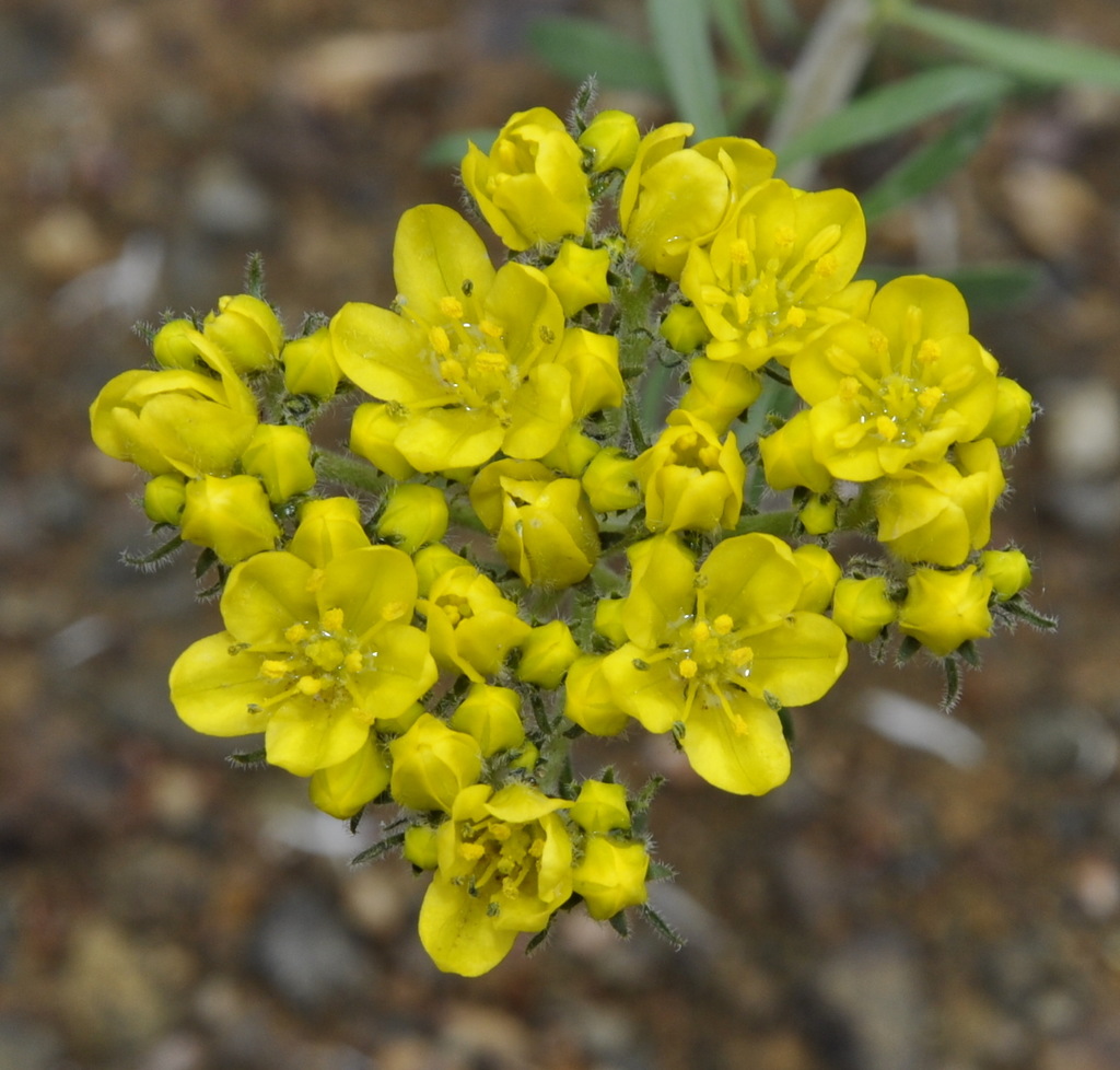 Image of Haplophyllum coronatum specimen.