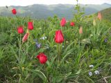 Tulipa suaveolens