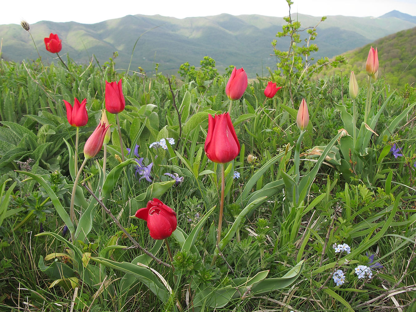 Image of Tulipa suaveolens specimen.