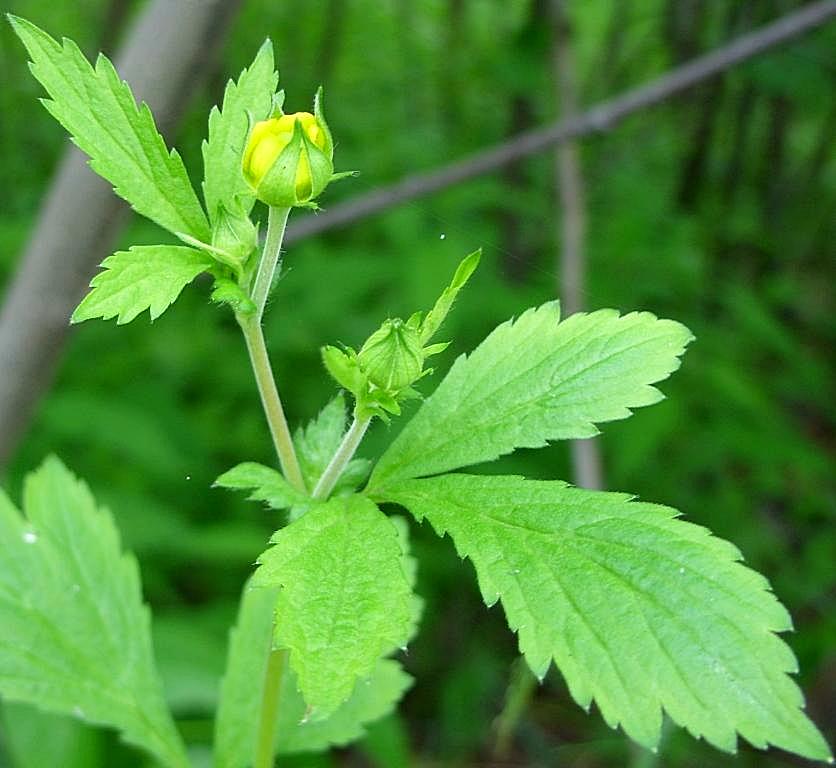 Изображение особи Geum aleppicum.