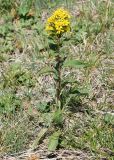 Solidago virgaurea