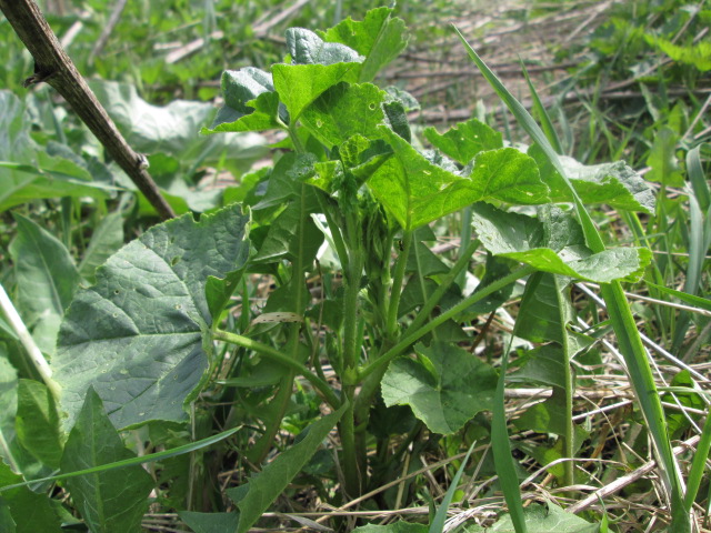 Image of Malva thuringiaca specimen.