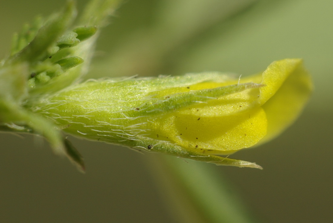 Изображение особи Trigonella striata.