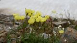 Papaver pseudocanescens