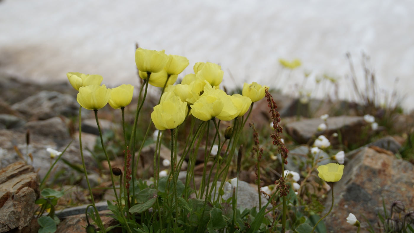 Изображение особи Papaver pseudocanescens.