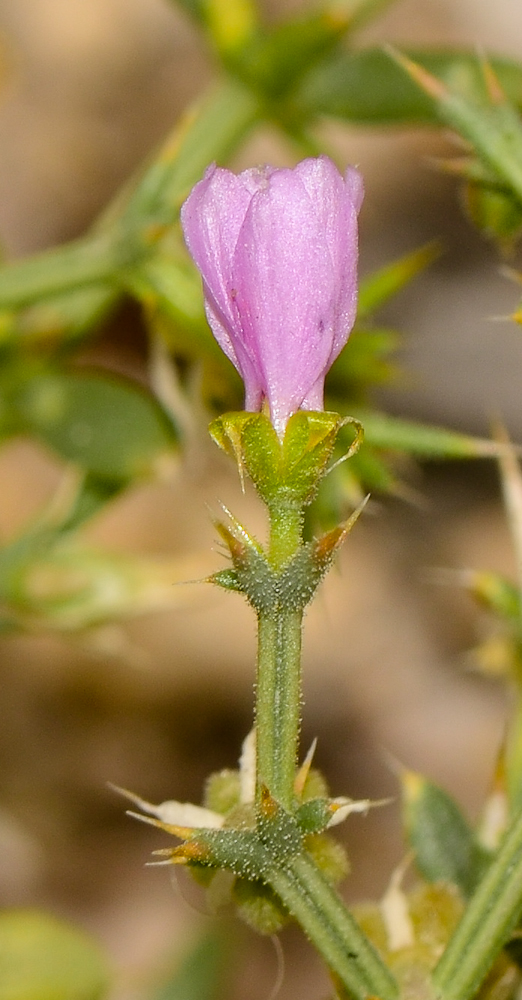 Image of Fagonia bruguieri specimen.
