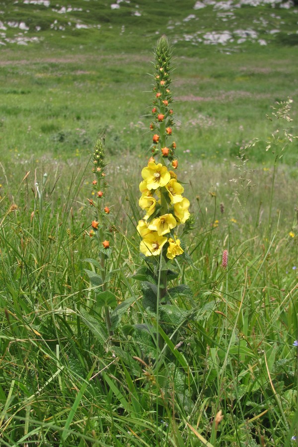 Изображение особи Verbascum spectabile.