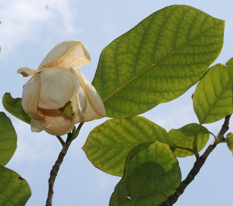 Image of Magnolia sieboldii specimen.