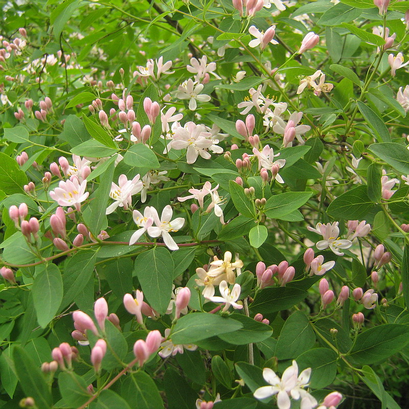 Image of Lonicera tatarica specimen.