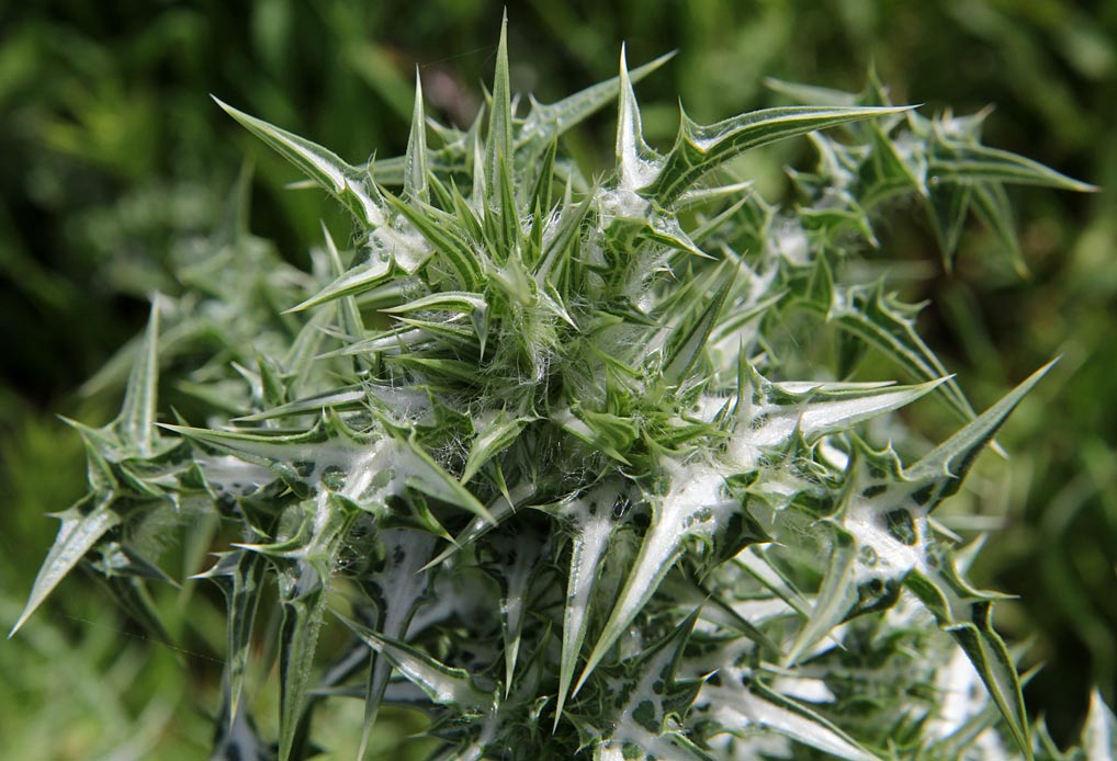 Image of Silybum marianum specimen.
