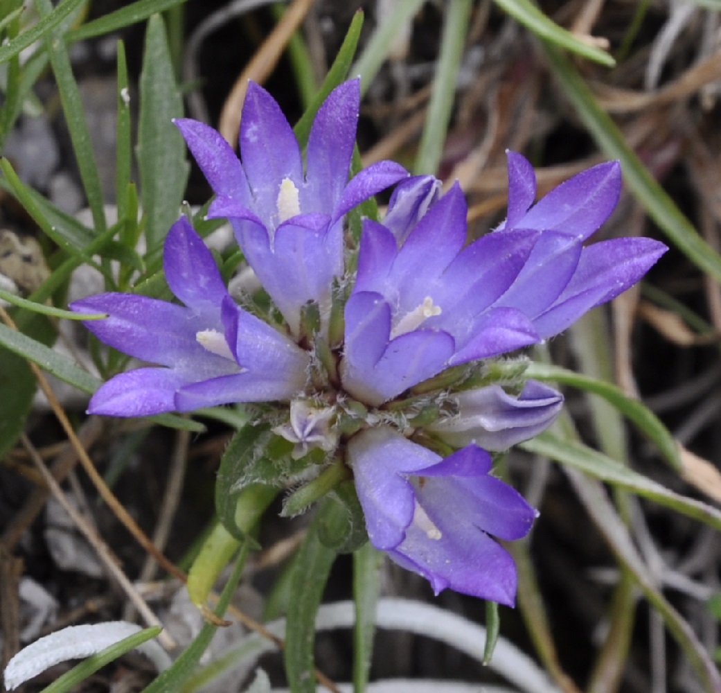 Image of Edraianthus graminifolius specimen.