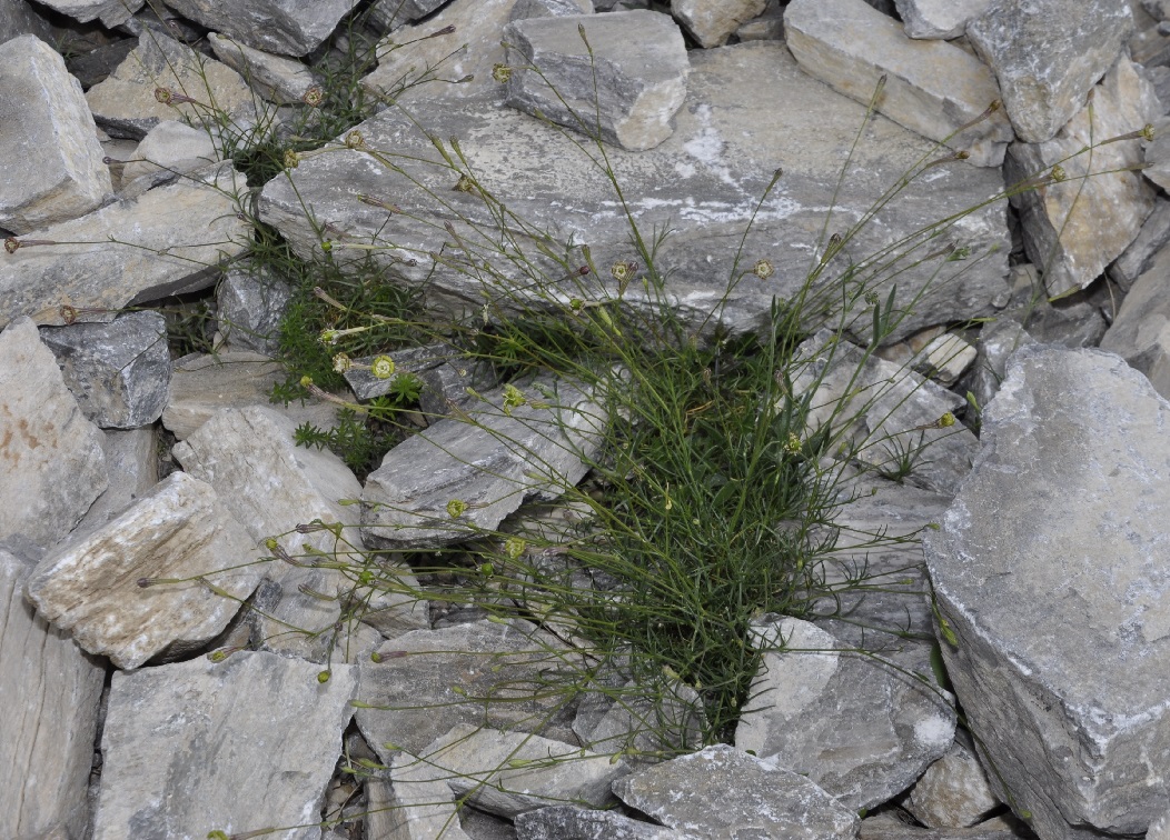 Изображение особи Silene parnassica ssp. dionysii.