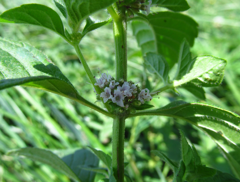 Image of Mentha arvensis specimen.