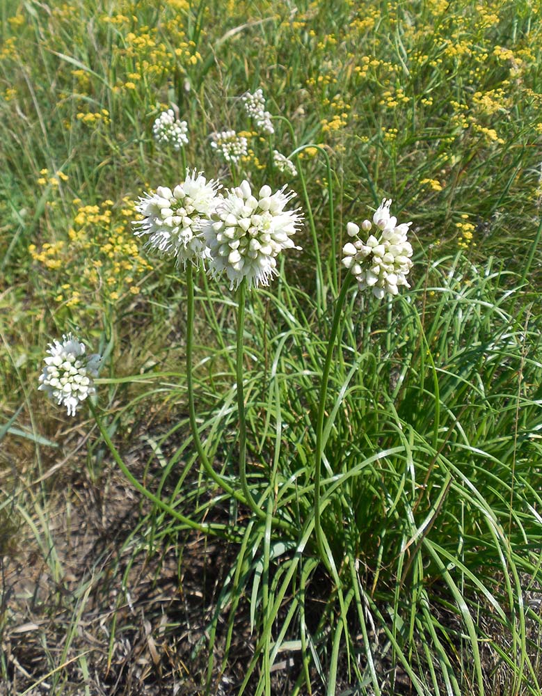 Image of Allium stellerianum specimen.
