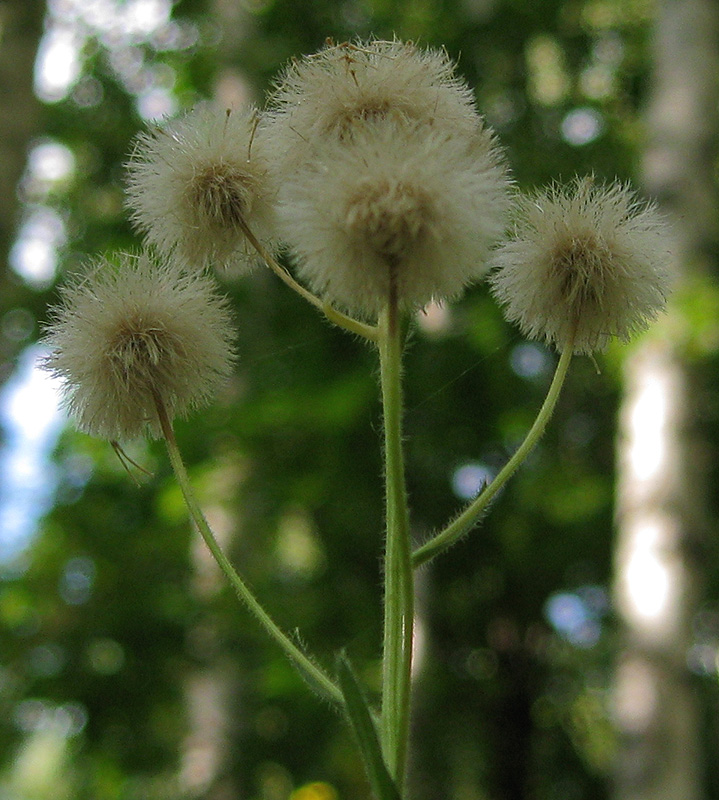 Image of Erigeron acris specimen.