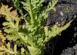 Dipsacus laciniatus. Листья в средней части побега. Германия, г. Дюссельдорф, Ботанический сад университета. 03.07.2014.