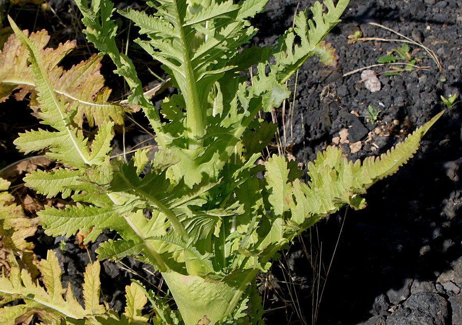 Image of Dipsacus laciniatus specimen.