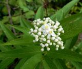 Sambucus ebulus. Распускающееся соцветие. Республика Абхазия, Новый Афон, опушка зарослей на склоне горы. Август 2014 г.