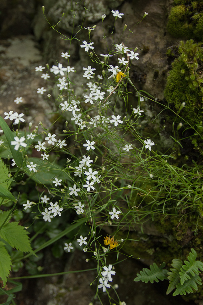Image of genus Heliosperma specimen.