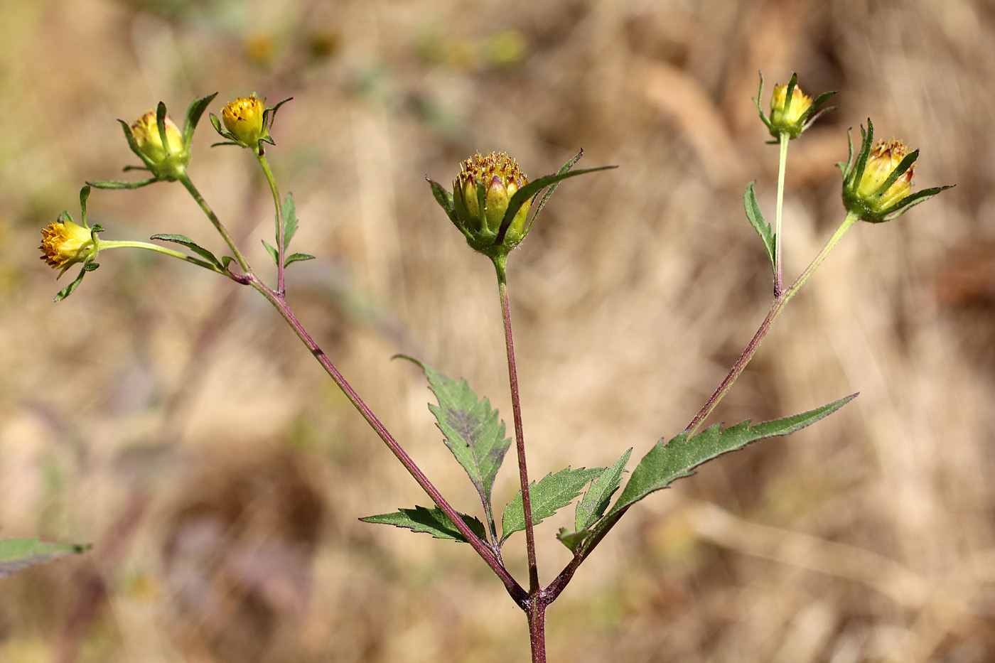 Изображение особи Bidens frondosa.