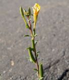 Oenothera depressa. Верхушка побега с бутонами, цветком и незрелыми плодами. Амурская обл., г. Благовещенск, пустырь. 27.09.2014.